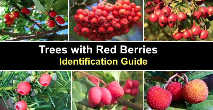 23 Trees With Red Berries: Identification Guide (With, 40% Off