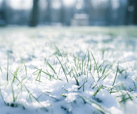 7 Cheap Ways To Protect Plants From Frost And Snow Homes Gardens