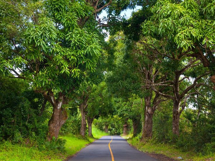 A Photo Guide To Hawaii S Majestic Trees Tree Hawaii Nature Conservation