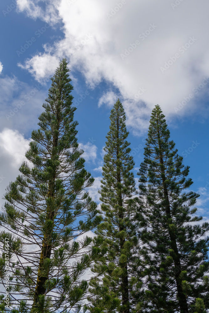 Araucaria Columnaris Cook Pine New Caledonia Pine Cook Araucaria Columnar Araucaria