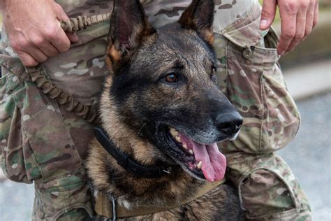 5 Heroic Armed Forces Dogs