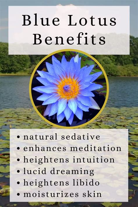 Blue Lotus Flower Tea Benefits Best Flower Site