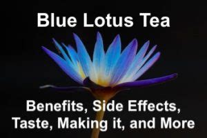 Blue Lotus Tea Benefits Side Effects Taste Making It