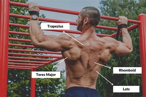 Calisthenics for Back Strength