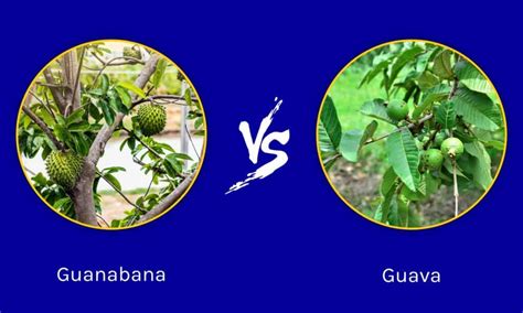 Guanabana Vs Guava 5 Key Differences A Z Animals