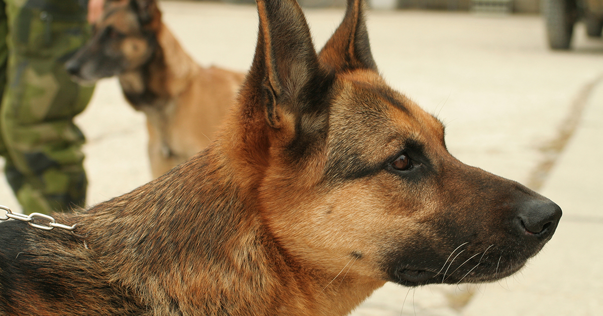 Honoring Military Working Dogs This Armed Forces Day Aspca