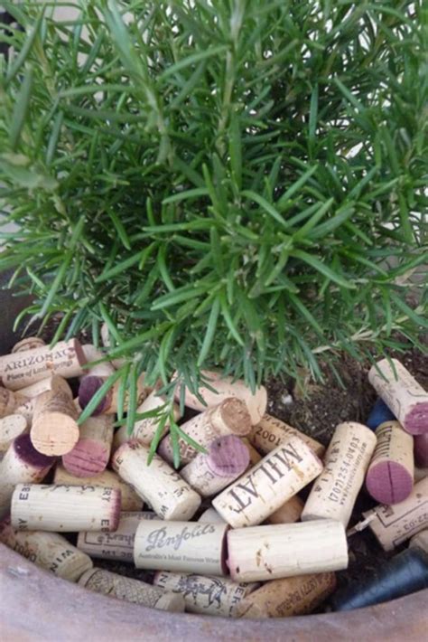 How To Use Wine Corks In Your Garden 7 Ways To Reuse The Sustainable Material