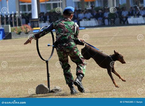 Military Dog Editorial Image Image Of Indonesia Ceremony 57965385