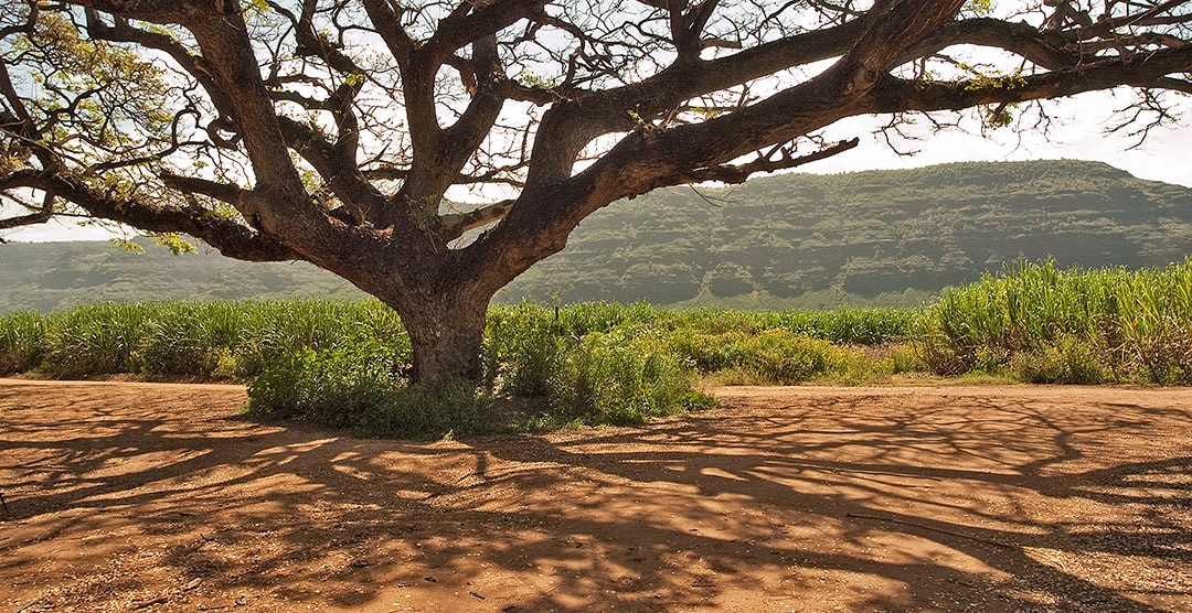 Monkeypod Tree Kauai Hawaii Flickr Photo Sharing