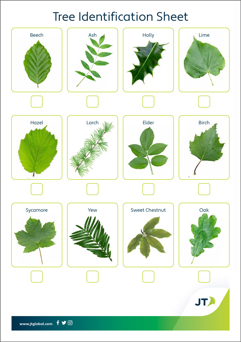 Printable Tree Identification Guide