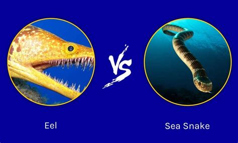 Sea Snake Vs Eel 5 Key Differences Explained A Z Animals