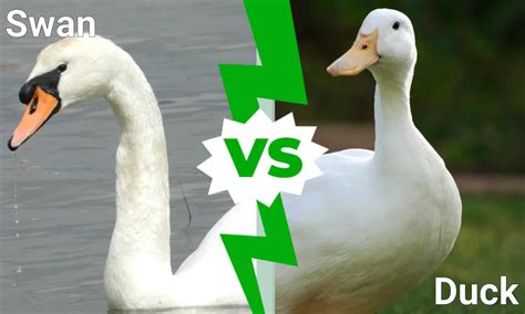 Swan Vs Duck 5 Key Differences A Z Animals