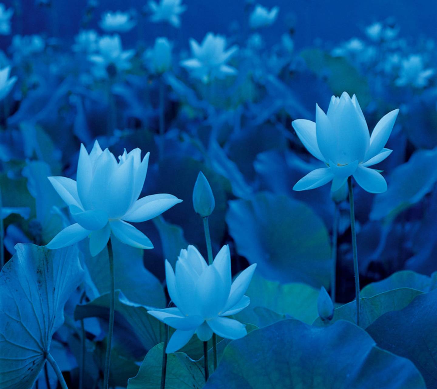 The Blue Lotus