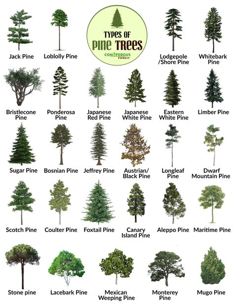 The Different Types Of Pine Trees And How To Use Them For Landscaping Or Landscape Design