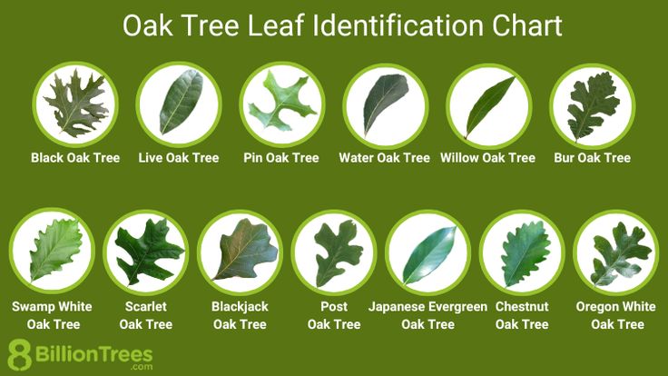 Tree Identification Chart